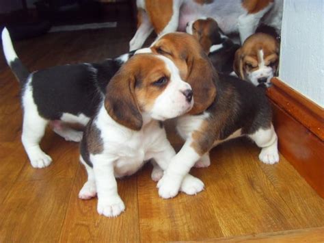 Ready to go ! They cutie and friendly and will be great family pets. . Beagle puppies for sale in nc